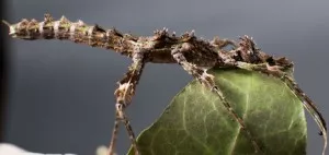 Trachyaretaon sp.