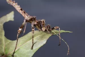 Trachyaretaon sp.