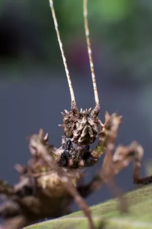 Trachyaretaon sp.