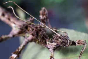 Trachyaretaon sp.