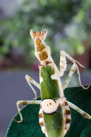 Creobroter gemmatus