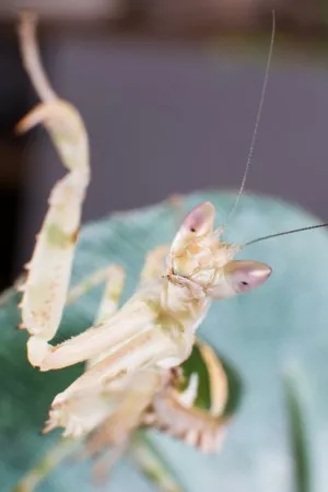 Creobroter gemmatus