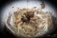 Chromatopelma cyaneopubescens