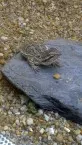 Agama vousatá (Pogona vitticeps)