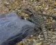 Agama vousatá (Pogona vitticeps)