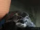 Klapavka obecná  (Sternotherus odoratus)