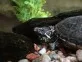 Klapavka obecná  (Sternotherus odoratus)