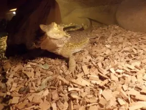 koukam :D