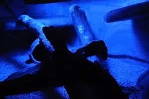 Night vision...