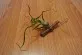 Tillandsia bulbosa
