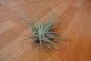Tillandsia velickiana
