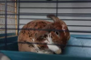 ještě tlapku