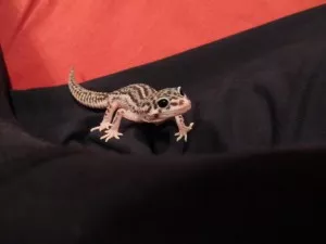 Drobeček na průzkumu