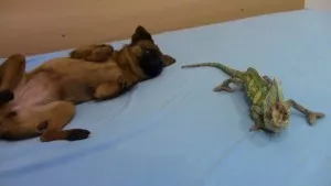 Rexík a Jenny