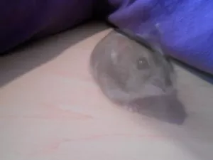 Rorinky duch :D