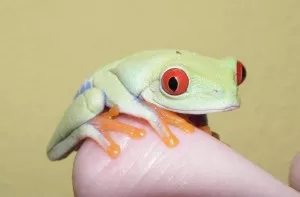 mládě