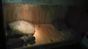 v terárku je asi 75kg kamení