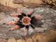 Brachypelma boehmei
