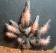Brachypelma emilia