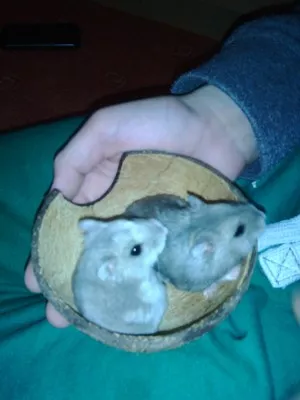 Bertík a jeho přítelkyně,ale je to kamarádovo křeček