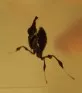 Phyllocrania paradoxa