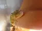 Gekon páskovaný  (Gekko vittatus)