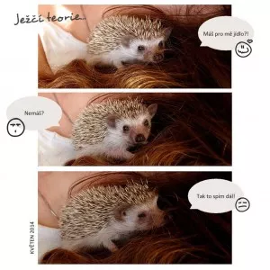 Jak to asi mají ježci...