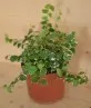 ficus pumila