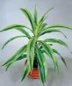 dracena lemon