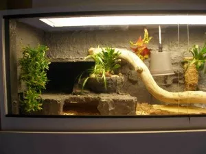 Terarium pro reginy