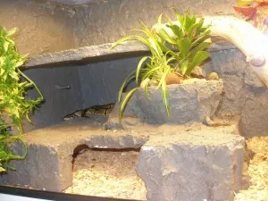 Terarium pro reginy3