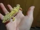 Gekončík noční  (Eublepharis macularius)