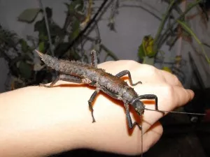 Samička calcara, pravděpodobně předposlední svlek (11cm)