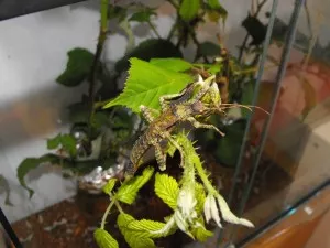 Calcara