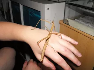 Phaenopharos khaoyaensis