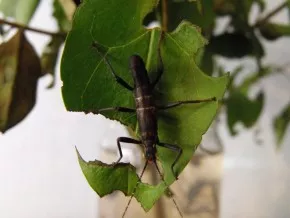 Peruphasma schultei
