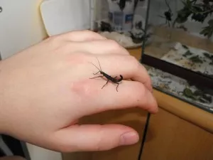 Mladá nymfa v prodejní velikosti