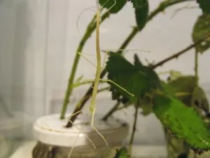 Přistižena při svleku