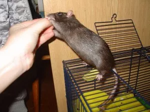 Muru