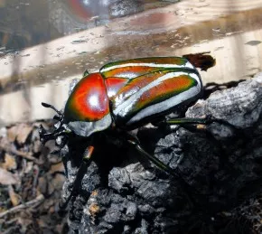 Dicronorhina derbyana layardi