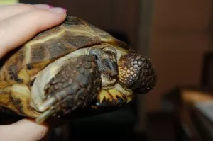 Asi by potřebovala zkrátit zobák, ale na to si já netroufám