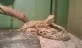 Agama vousatá  (Pogona vitticeps)