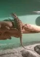 Agama vousatá  (Pogona vitticeps)