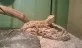 Agama vousatá  (Pogona vitticeps)	Lea