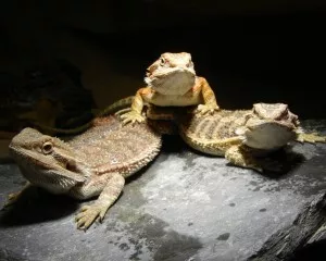 Dragon rider