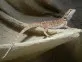 Agama vousatá  (Pogona vitticeps)