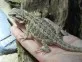 Agama vousatá  (Pogona vitticeps)