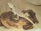 Agama vousatá  (Pogona vitticeps)
