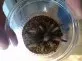 Sklípkan Emiliin  (Brachypelma emilia)
