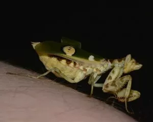 Samice Creobroter gemmatus